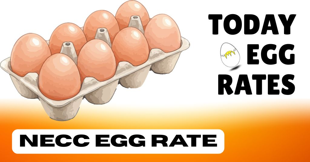 Today egg rate latest